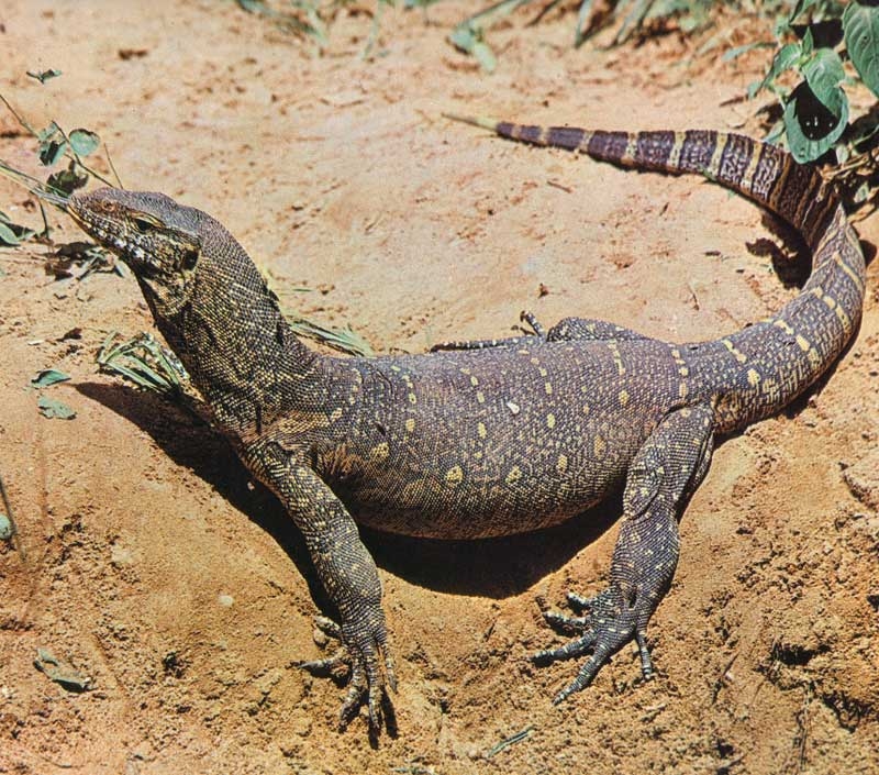 squamata scaled reptile Varanus salvator (water monitor - EncyIl Mondo degli Animali Rizzoli 1968